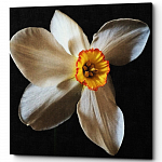 Spring White (,  )